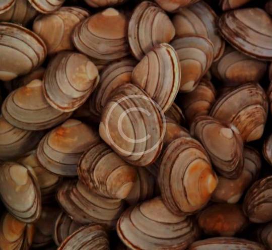 Clams